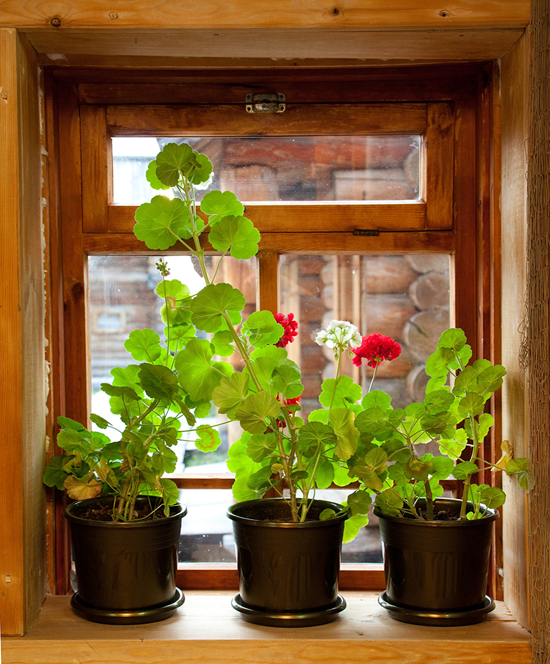 flowers  / and flowers flowers  / fragrant flowers