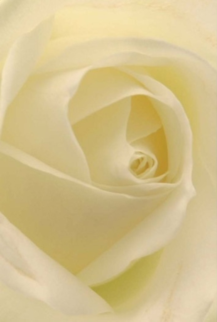 Drawn close to this luminous white rose, you're greeted by an exquisitely layered composition where every petal blends soft cream with winter white-a calming palette reminiscent of Dollis Hill's peaceful avenues and green spaces. The petals unfurl with subtle strength, their matte finish and silky surface catching ambient light that seems to originate from within, casting slender shadows through each delicate curve. At the core, the tight spiral exudes quiet confidence and pure intent, making this rose an elegant choice for a variety of local occasions-from romantic evenings to heartfelt apologies, or as a centrepiece at a Dollis Hill wedding reception. The details-a whisper-thin edge here, a gentle blush of cream there-unfold with the same care a Dollis Hill florist brings to every arrangement destined for the community. Imagining a faint, clean fragrance lifting from the bloom, it reminds one of the serenity and resilience found throughout the neighbourhood, ensuring each gesture is not just appropriate but deeply meaningful.